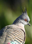 Crested Pigeon