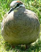 Common Bronzewing