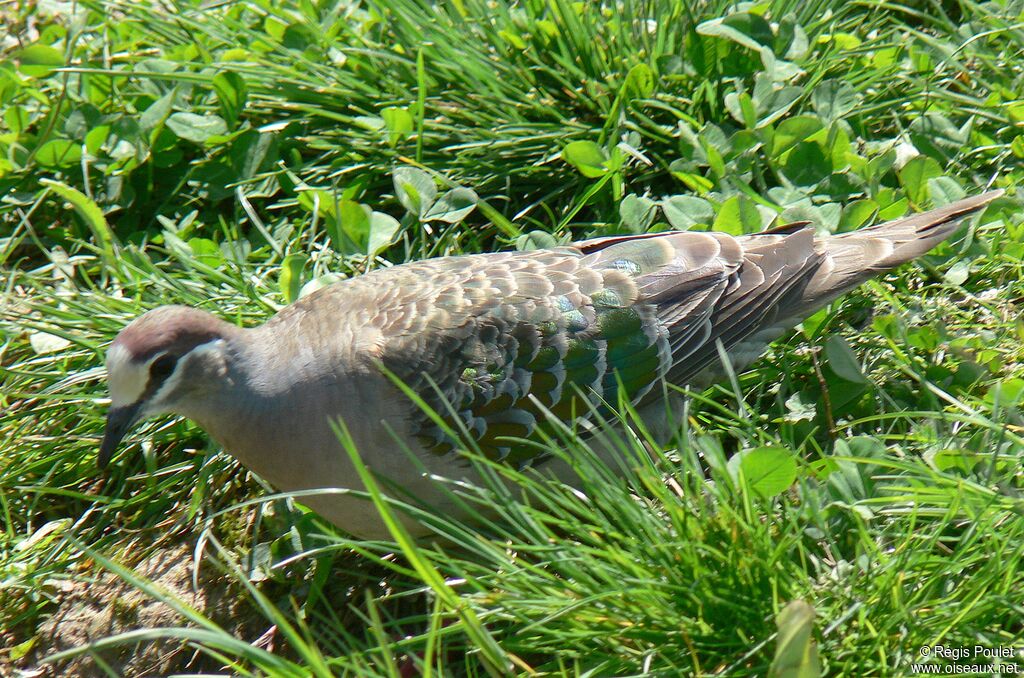 Common Bronzewing female adult