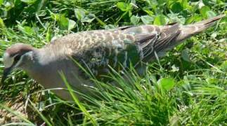 Common Bronzewing