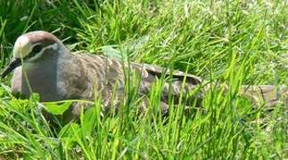 Common Bronzewing