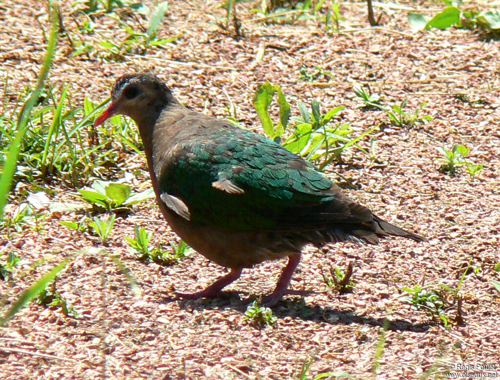 Common Emerald Doveadult, identification