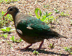 Common Emerald Dove