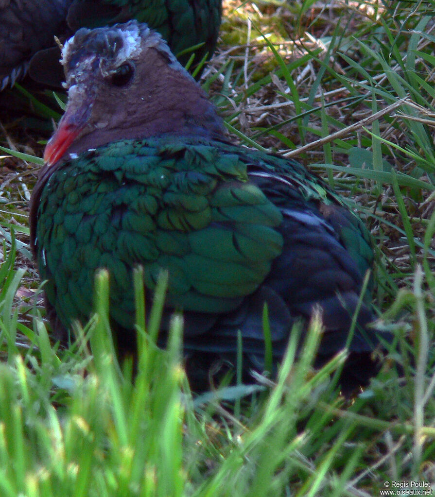 Common Emerald Doveadult, identification