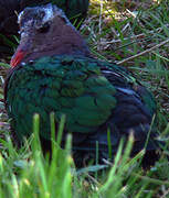 Common Emerald Dove