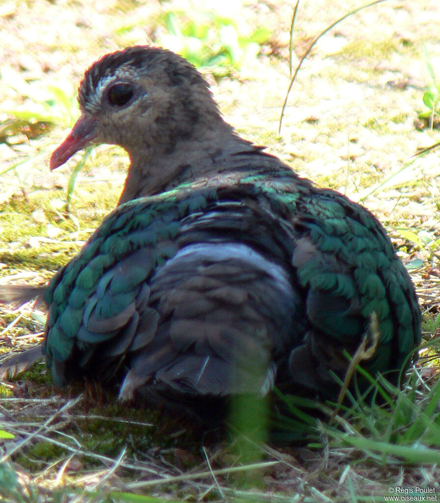 Colombine turvertadulte, identification