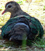 Common Emerald Dove