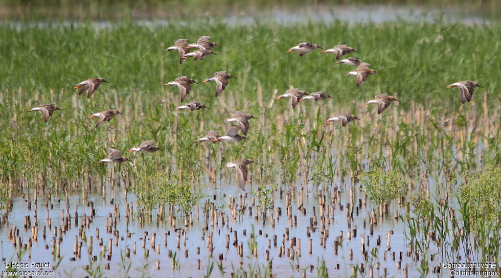 Ruff, Flight