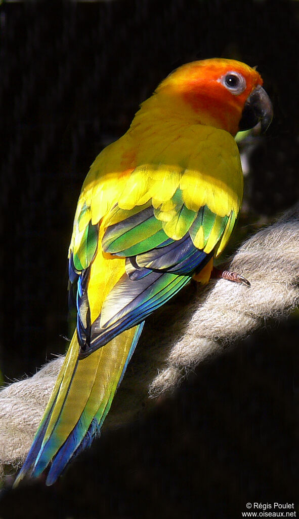 Conure soleiladulte, identification