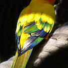 Conure soleil