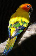 Sun Parakeet