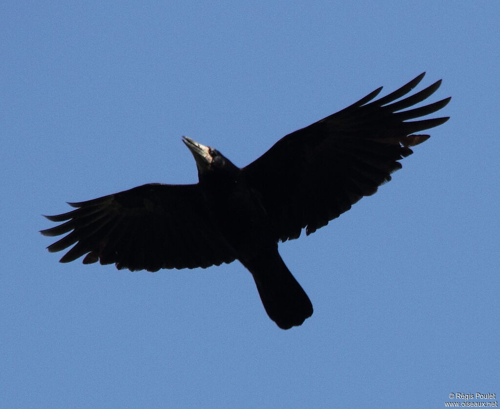 Rook, Flight