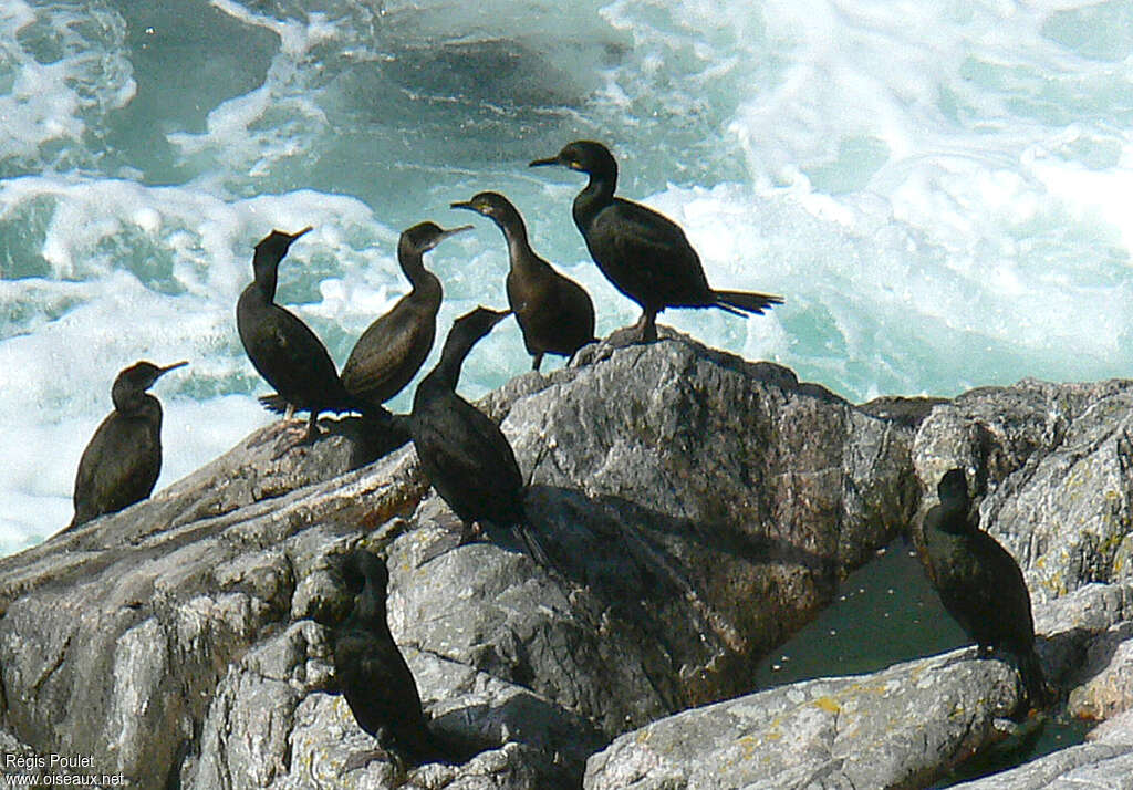 Cormoran huppé, habitat, Comportement