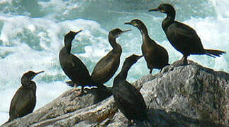 European Shag