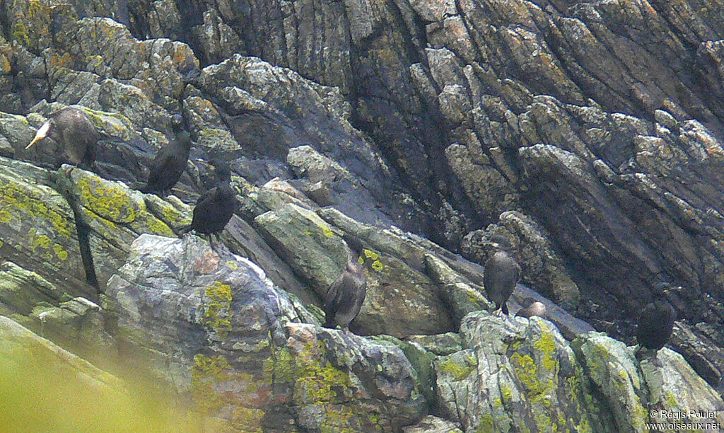 European Shag