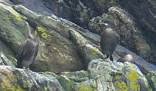 European Shag