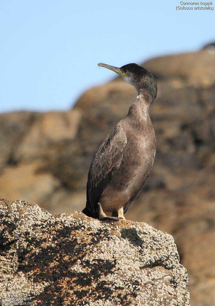 European Shagimmature