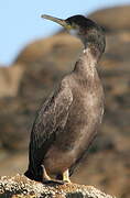 European Shag