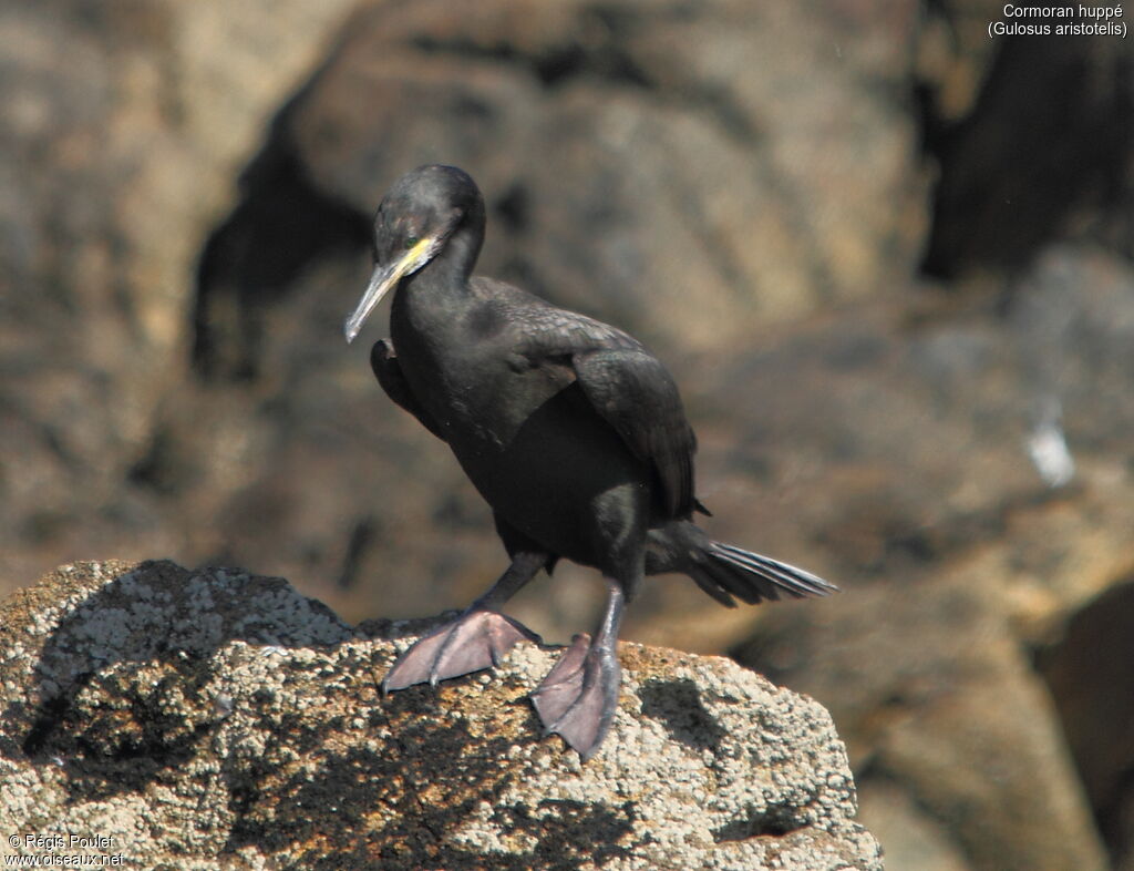 Cormoran huppéadulte