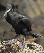 European Shag