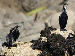 European Shag