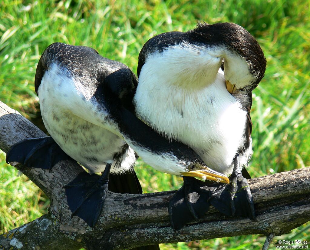 Little Pied Cormorant