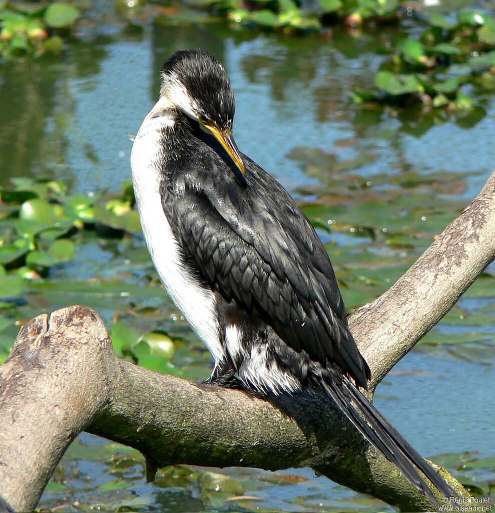 Little Pied Cormorantadult