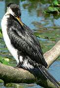 Little Pied Cormorant