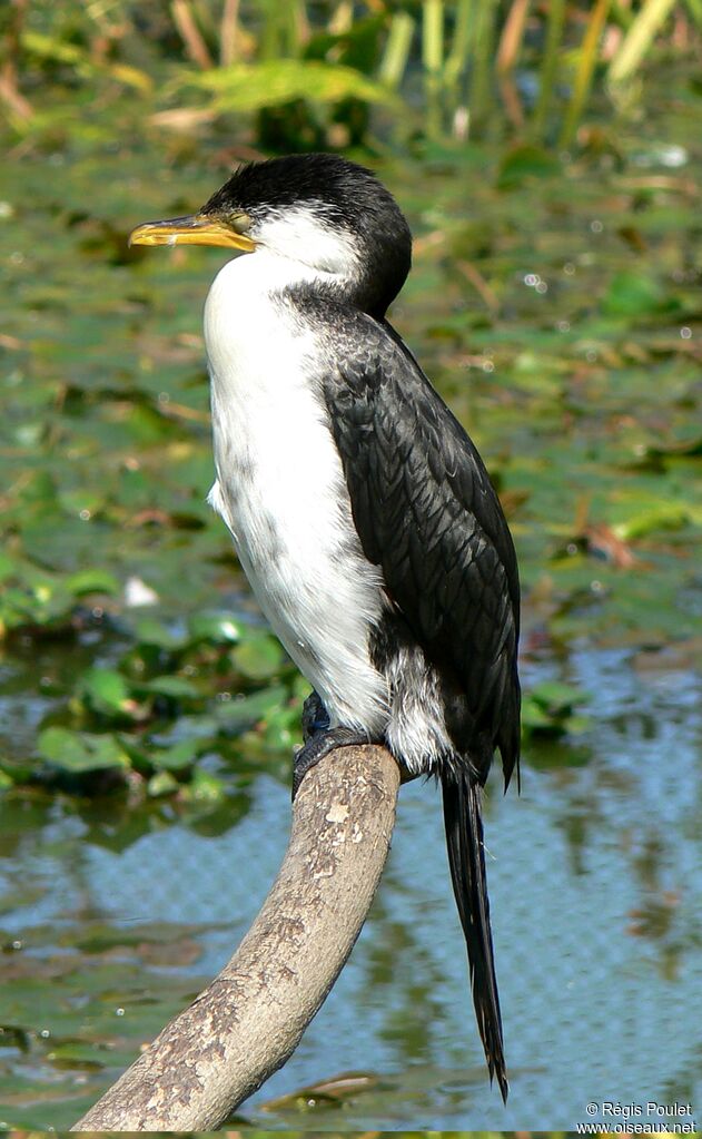 Little Pied Cormorantadult