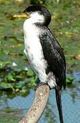 Little Pied Cormorant