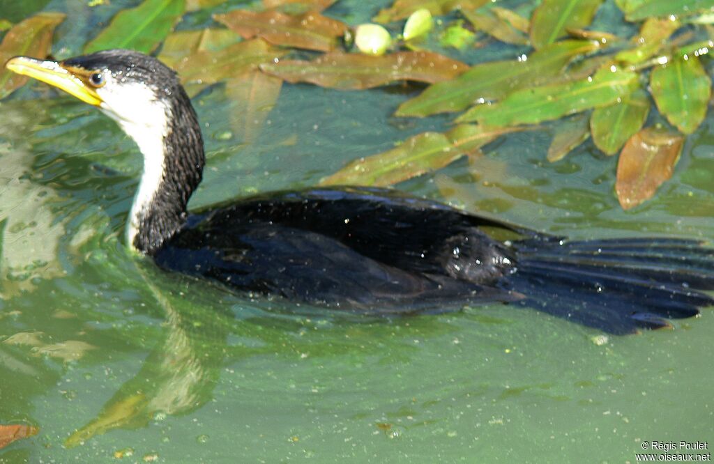 Little Pied Cormorantadult