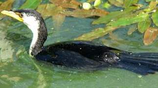 Little Pied Cormorant