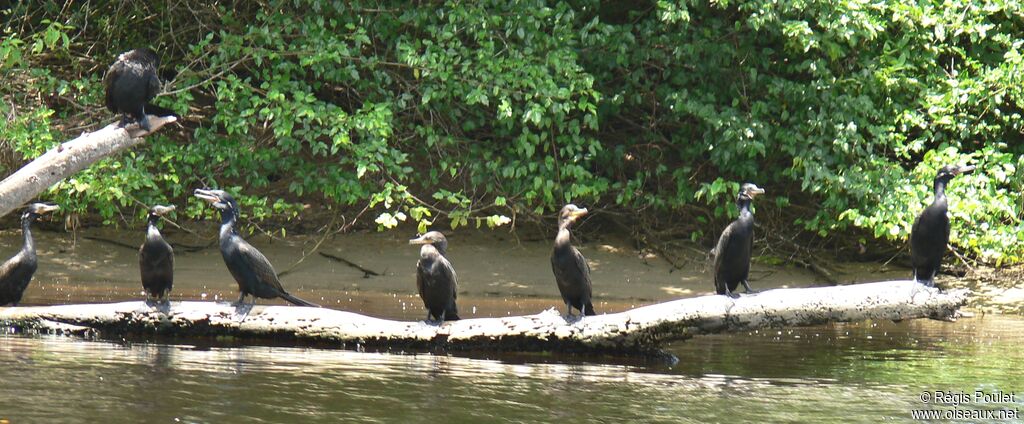 Neotropic Cormorant subadult