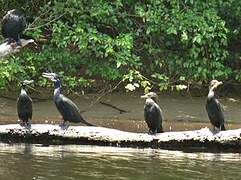 Neotropic Cormorant