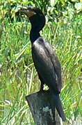 Neotropic Cormorant