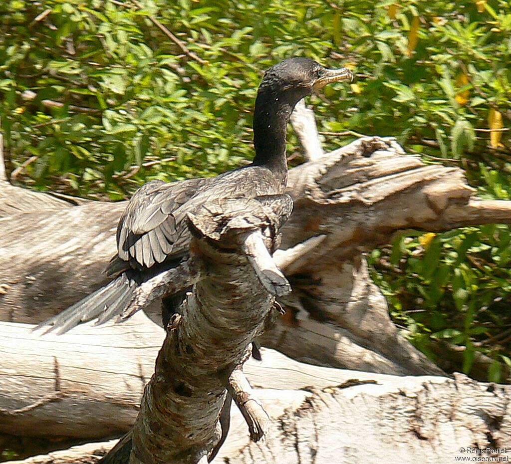 Cormoran viguaadulte