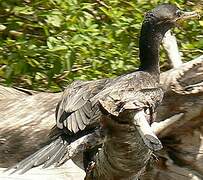 Neotropic Cormorant