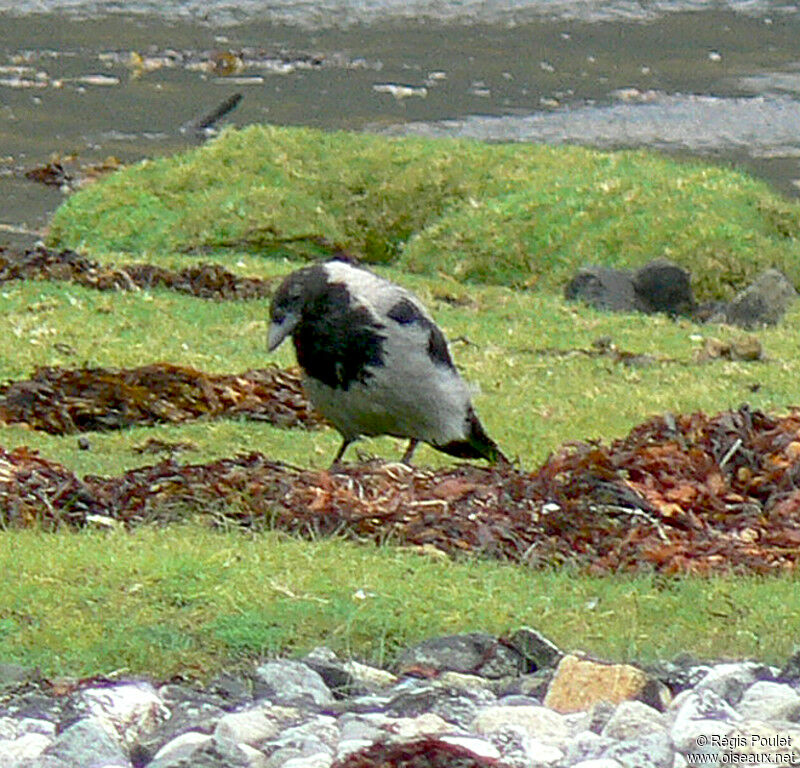 Hooded Crow