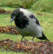 Hooded Crow