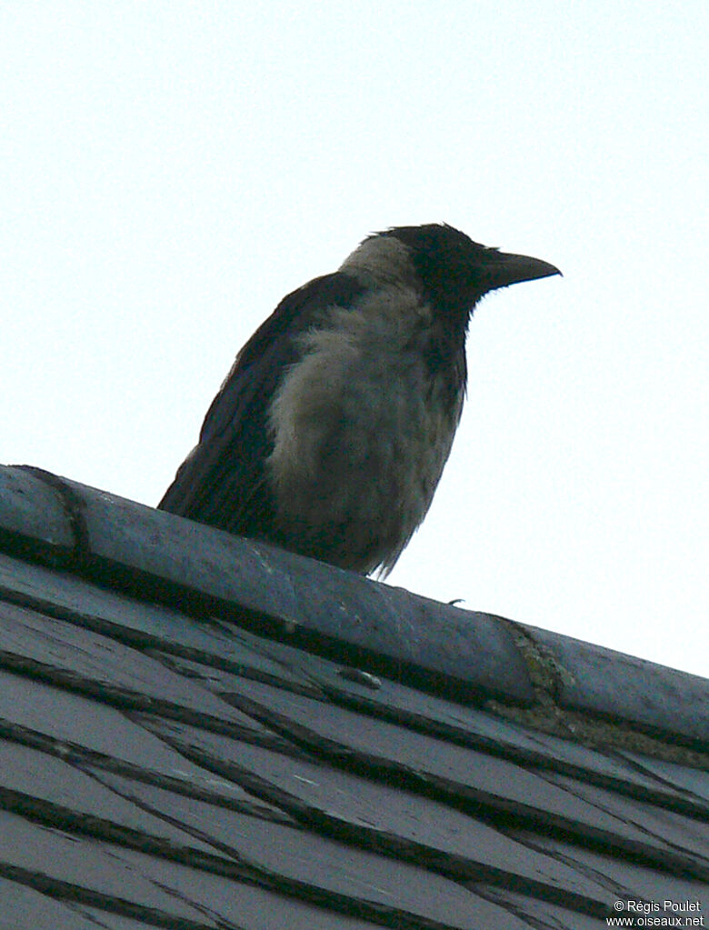 Hooded Crow