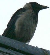 Hooded Crow