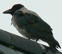 Hooded Crow