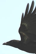 Carrion Crow