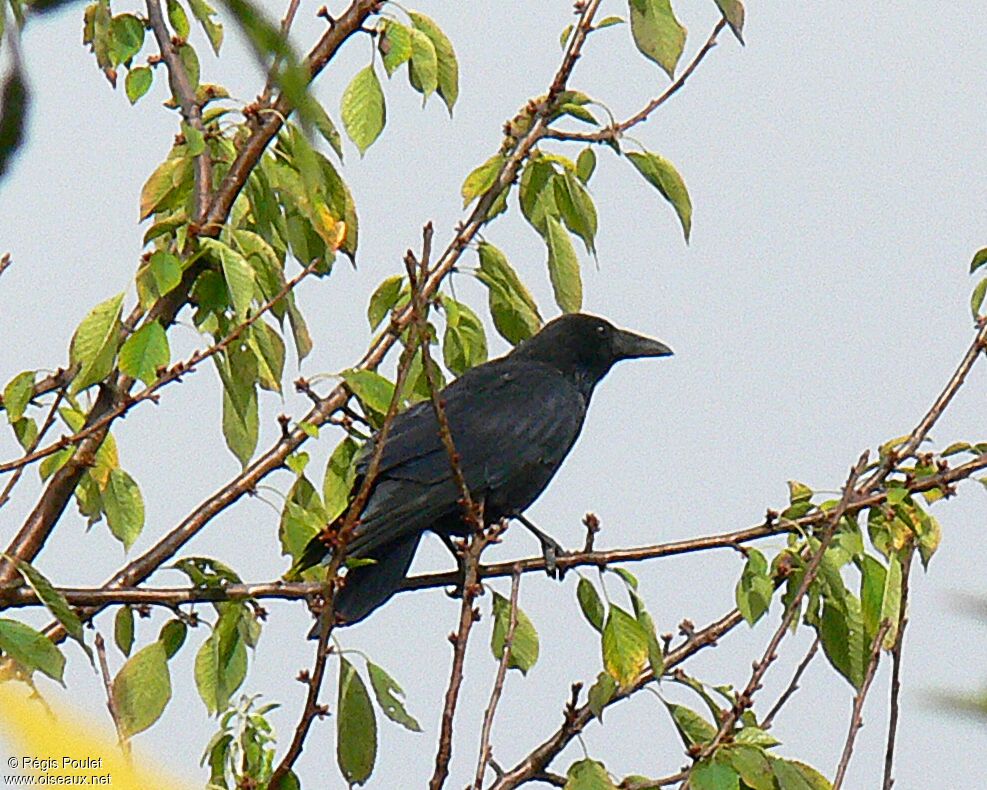 Carrion Crowadult