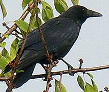 Carrion Crow