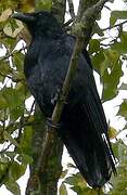 Carrion Crow