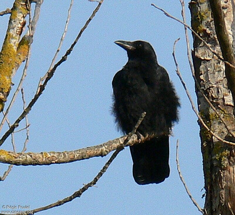 Carrion Crow