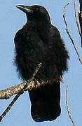 Carrion Crow