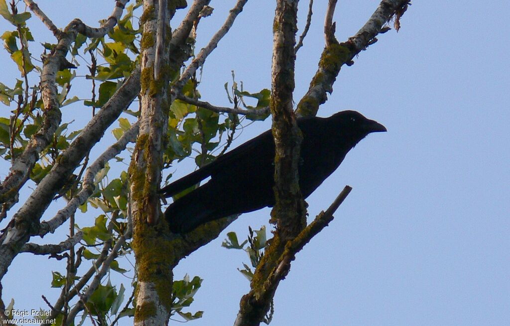 Carrion Crow