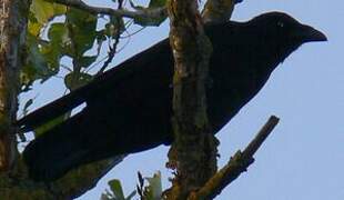 Carrion Crow